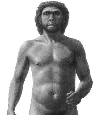 Homo erectus - Jablonski.jpg